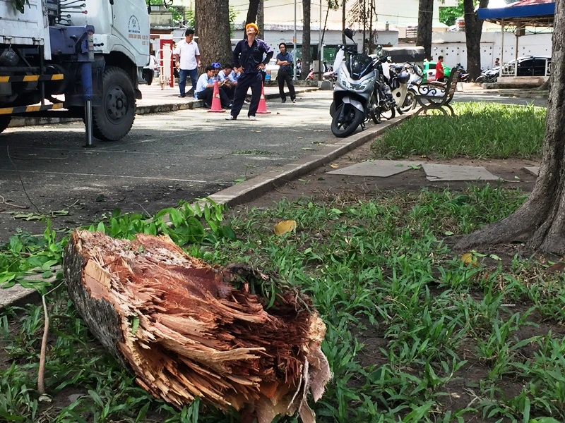 Cành cây bị tét, gãy xuống có kích thước khá lớn. 